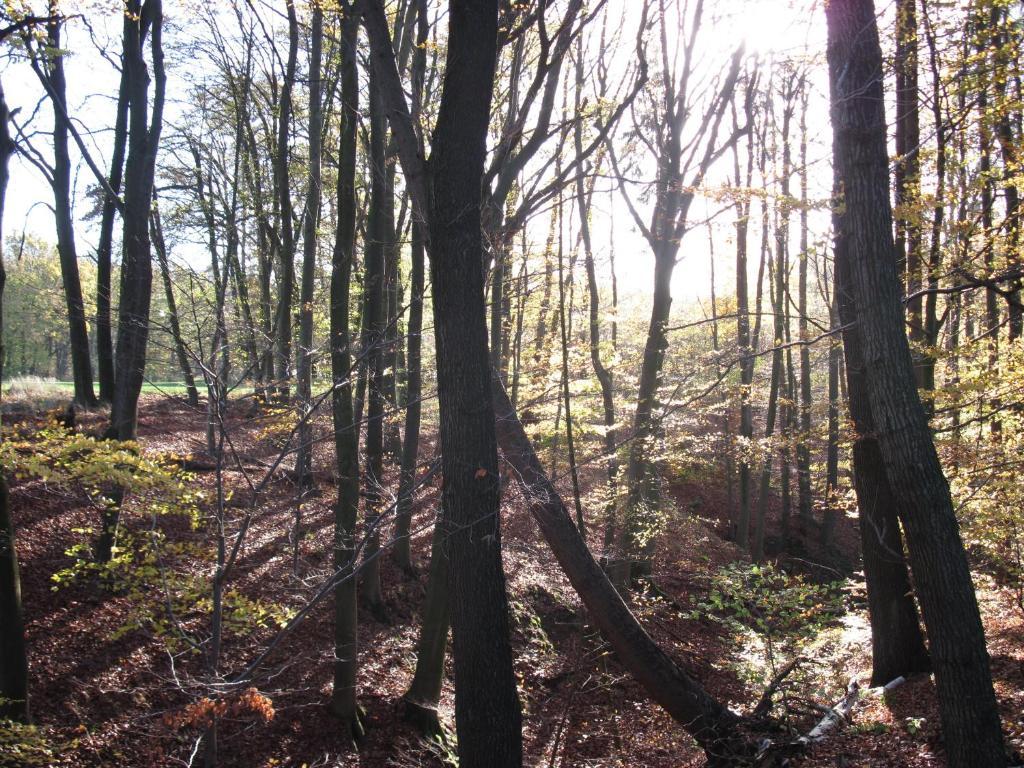 Hotel-Cafe "Schauinsland" Horn-Bad Meinberg Exteriér fotografie